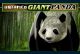 Untamed Giant Panda
