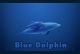 Blue Dolphin